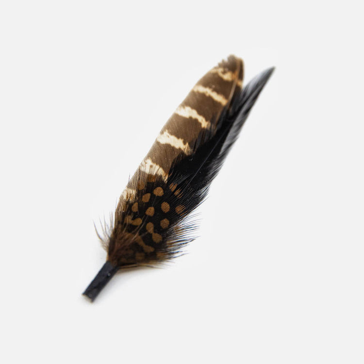 Starling feather cluster - Hornskov